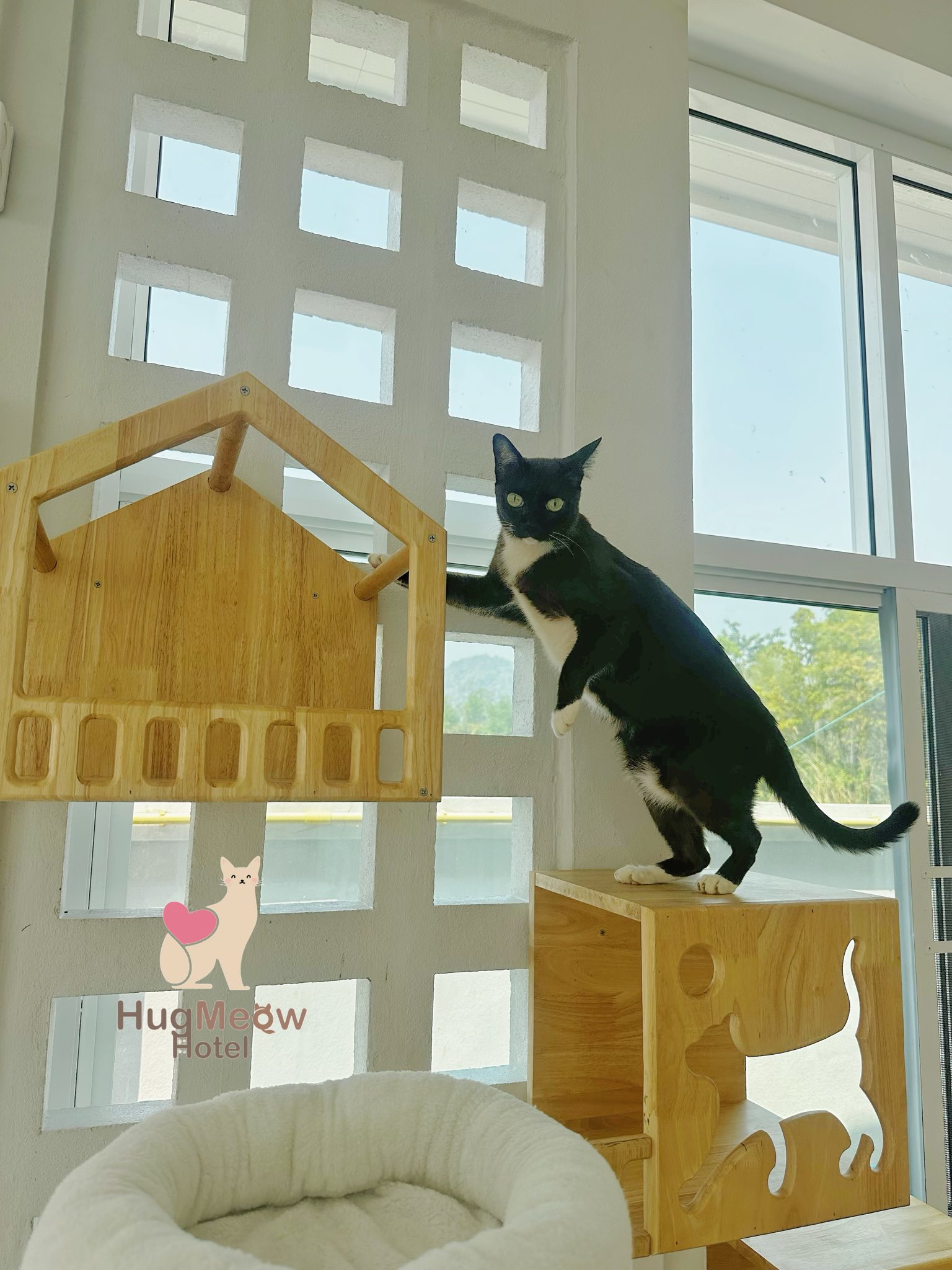 น้องคอฟฟี่ แมวที่ HugMeow Hotel เชียงราย