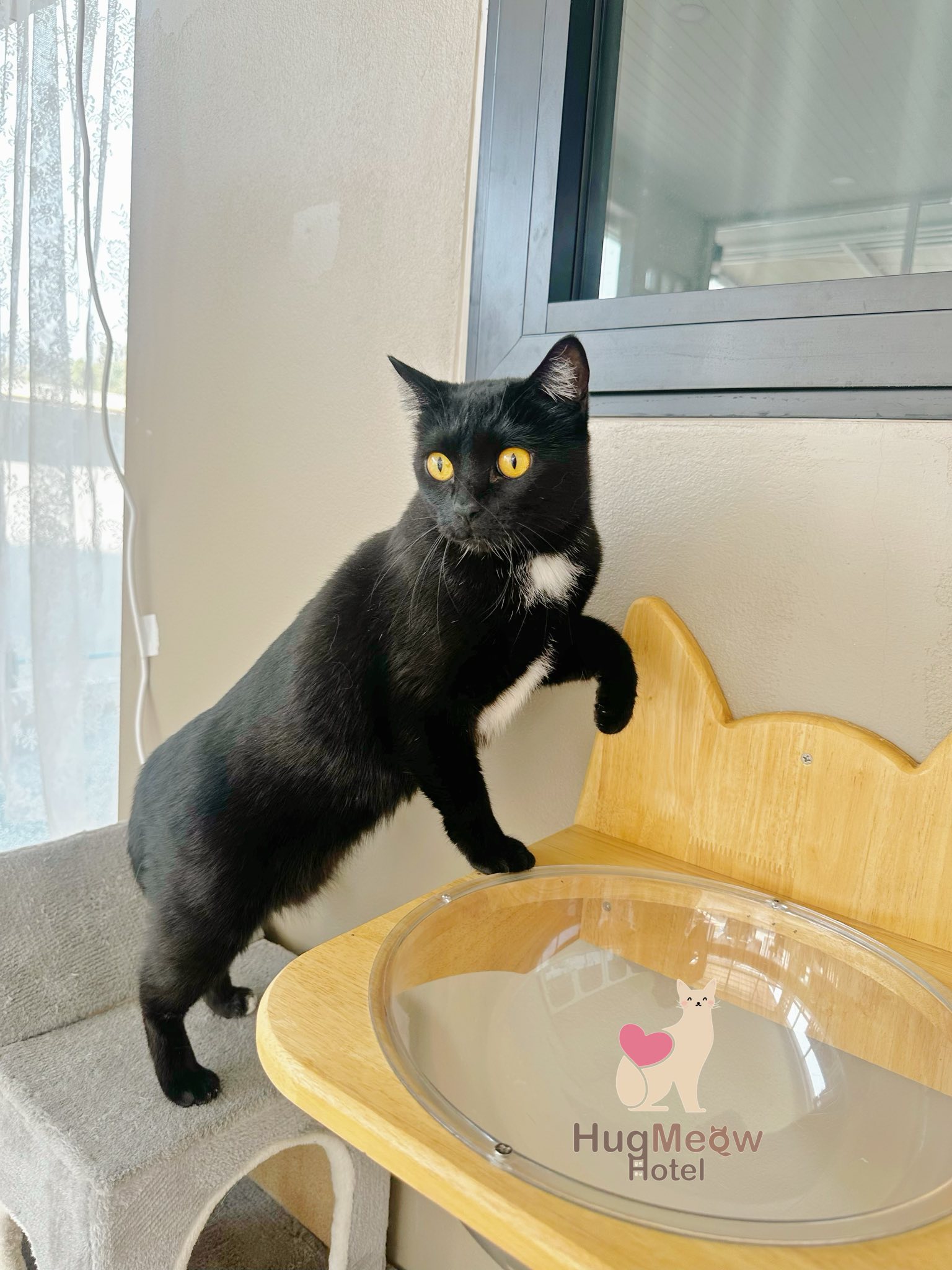 น้องคอฟฟี่ โรงแรมแมว