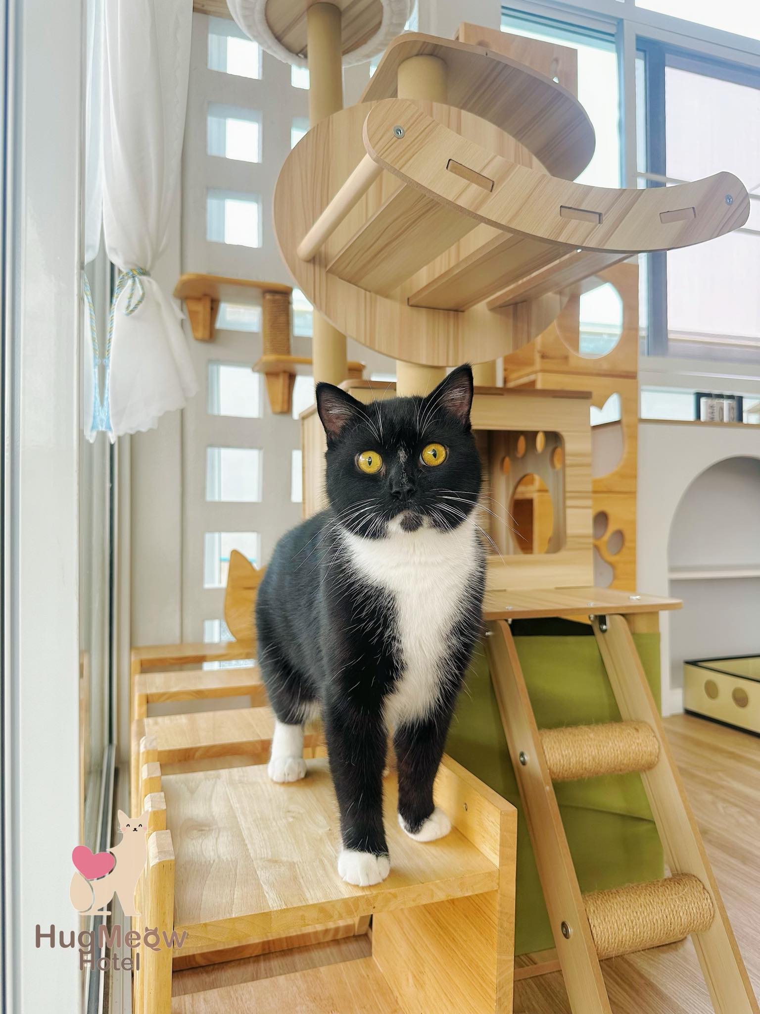 น้องจ๊อด รับฝากแมวเชียงราย