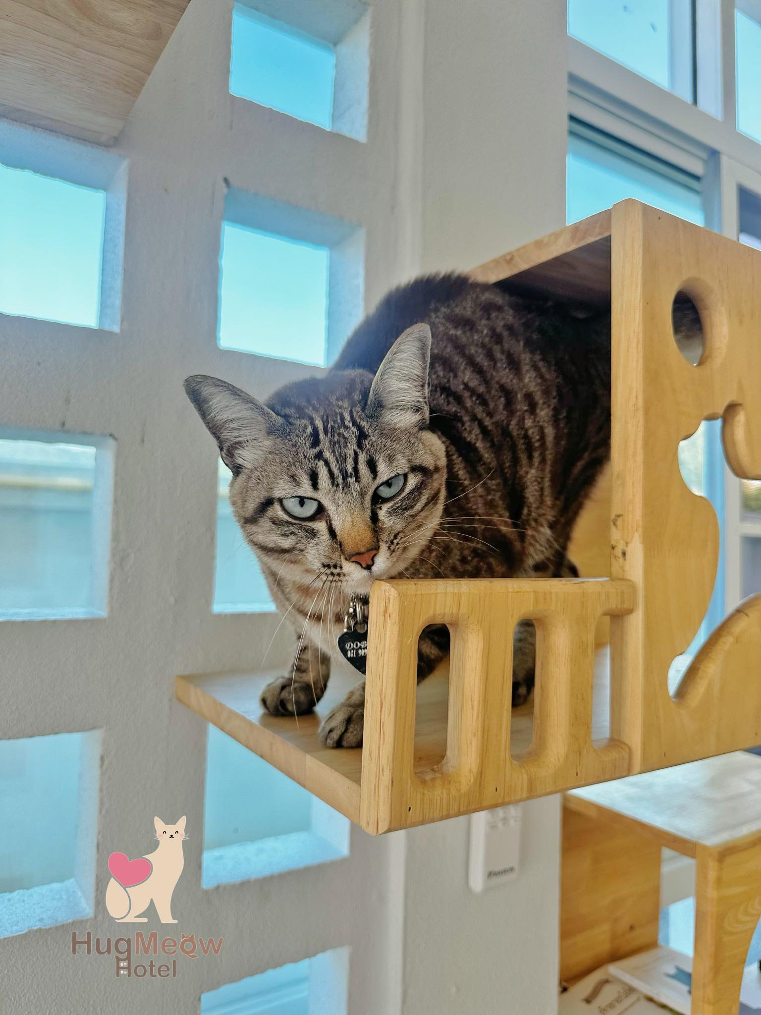 น้องด๊อบบี้ HugMeow Hotel