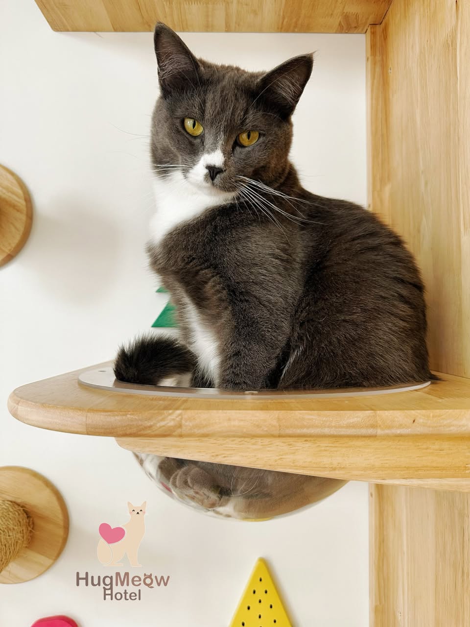 น้องนิกโกะ ที่พักแมวเชียงราย