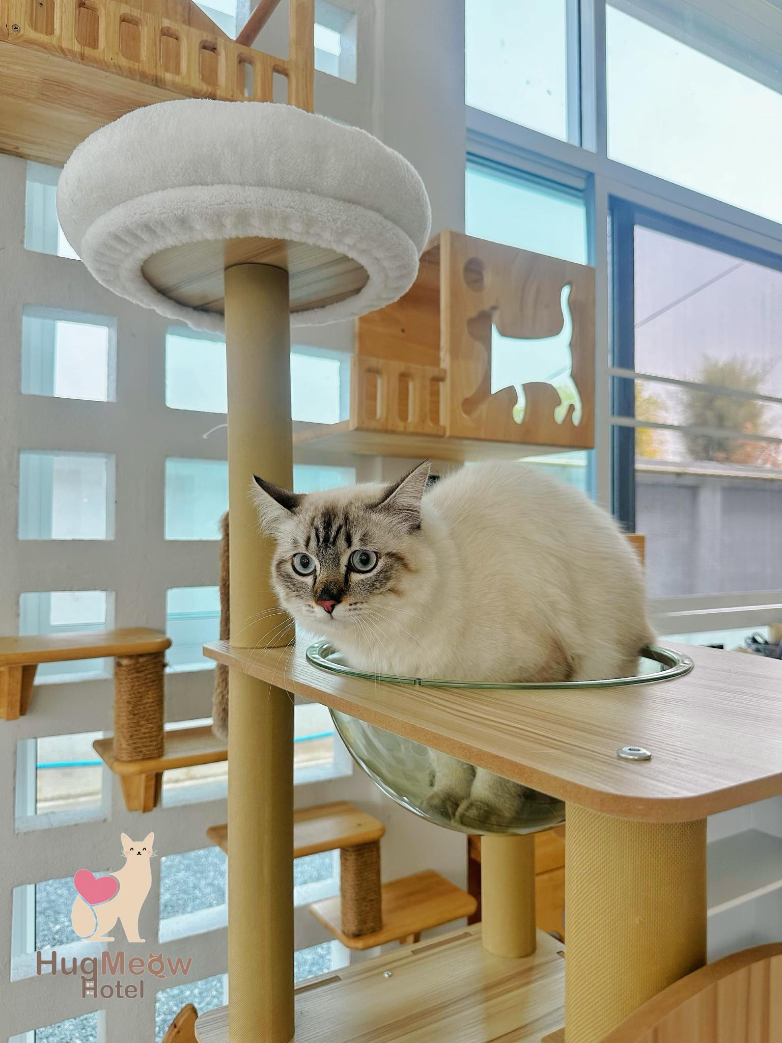 น้องแจ๊สเปอร์ รับฝากแมวเชียงราย