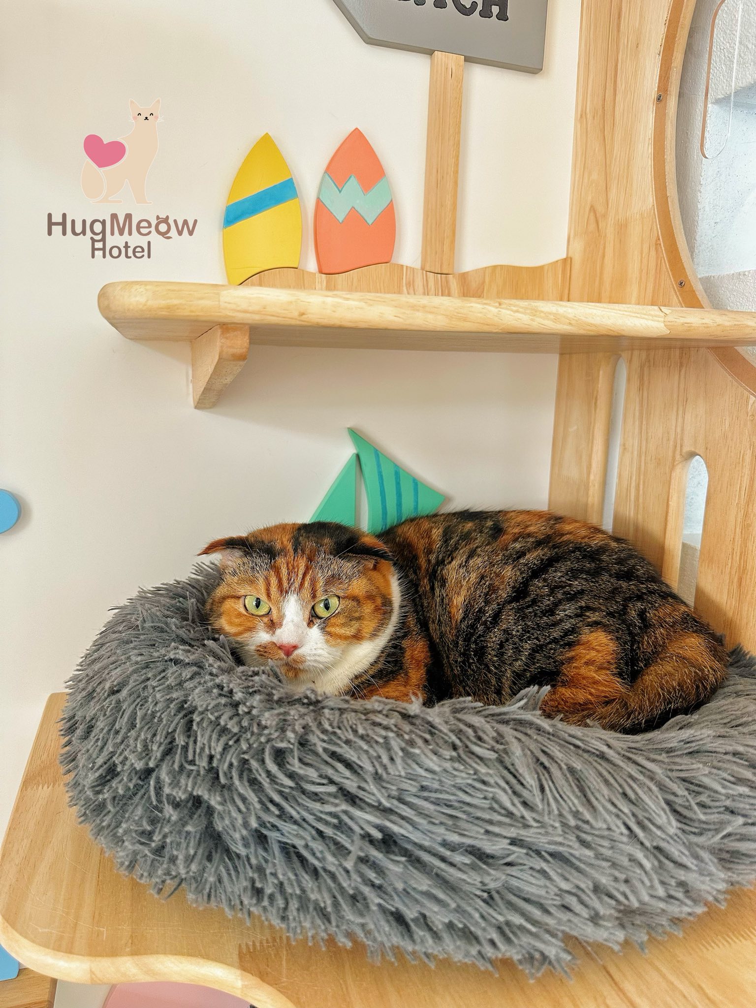 น้องโกปี๊ โรงแรมแมว