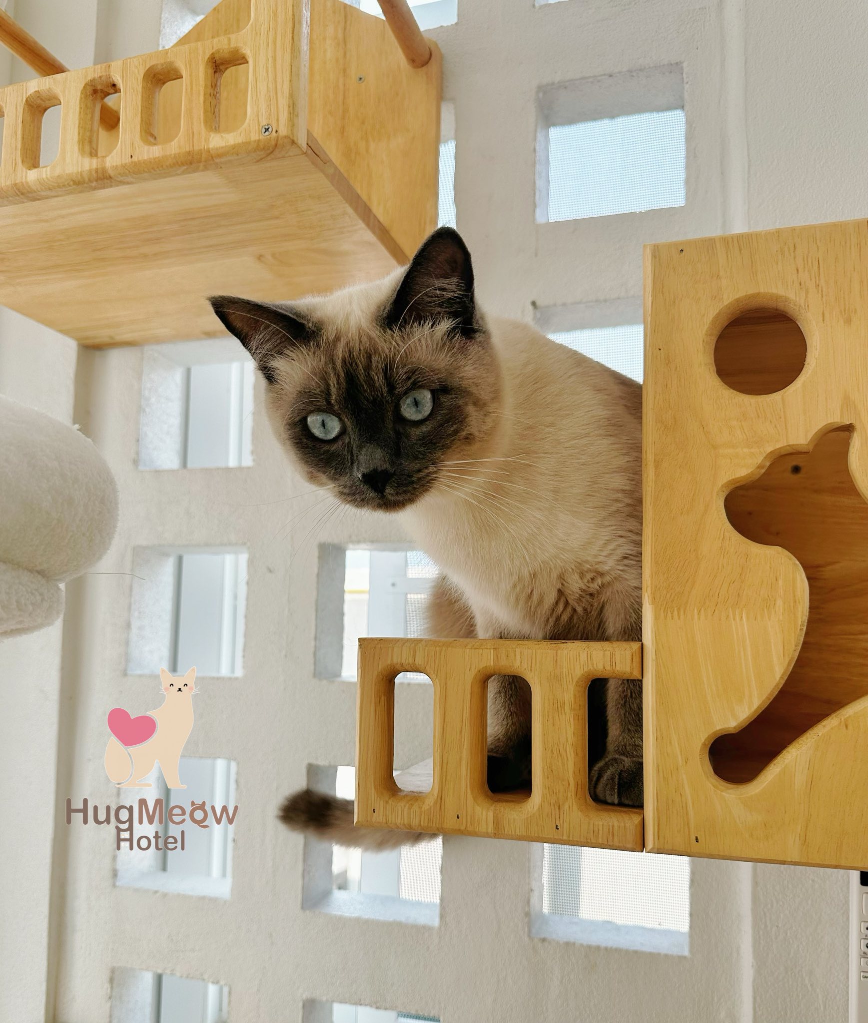 น้องโตเกียว ที่พักแมวเชียงราย