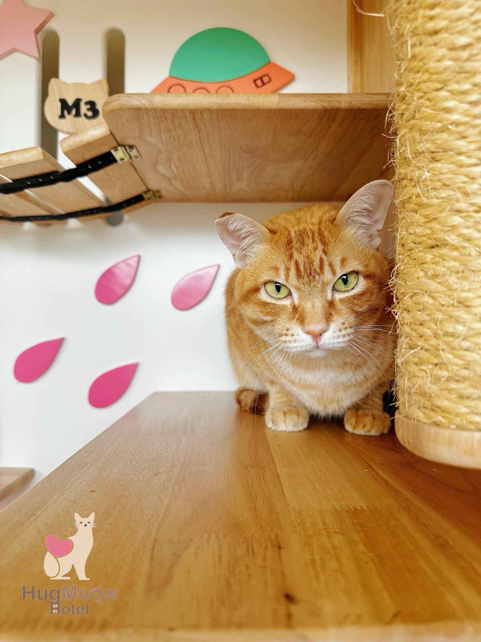 น้องไทเกอร์ HugMeow Hotel เชียงราย