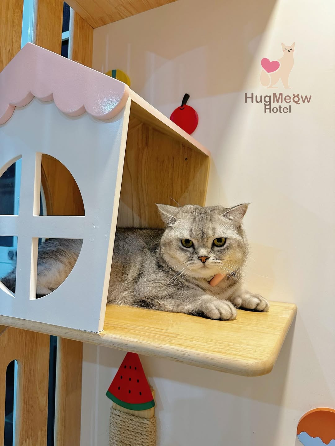 น้องมังคุด โรงแรมแมว