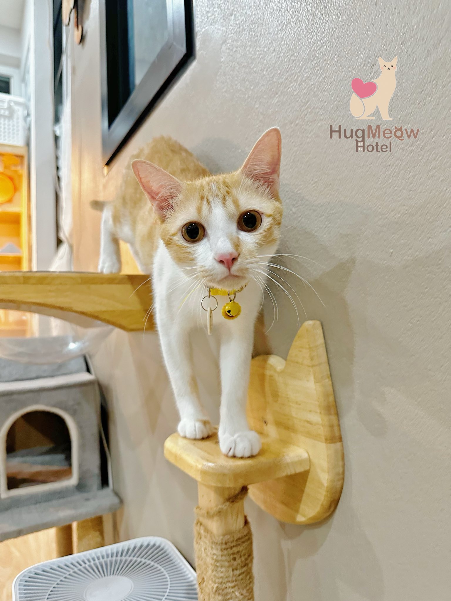 น้องเคนจิ รับฝากแมวเชียงราย