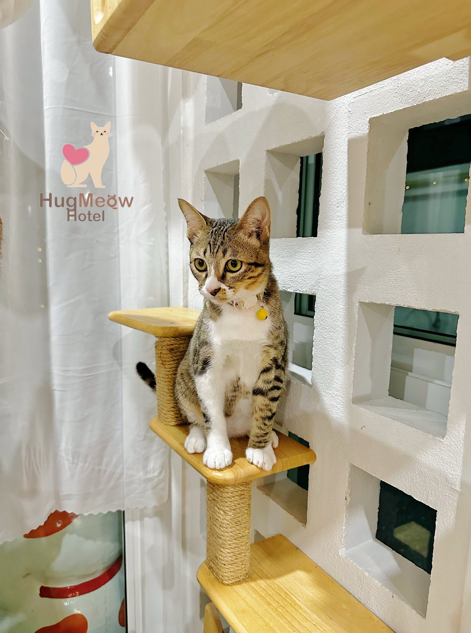 น้องเคนจิ HugMeow Hotel