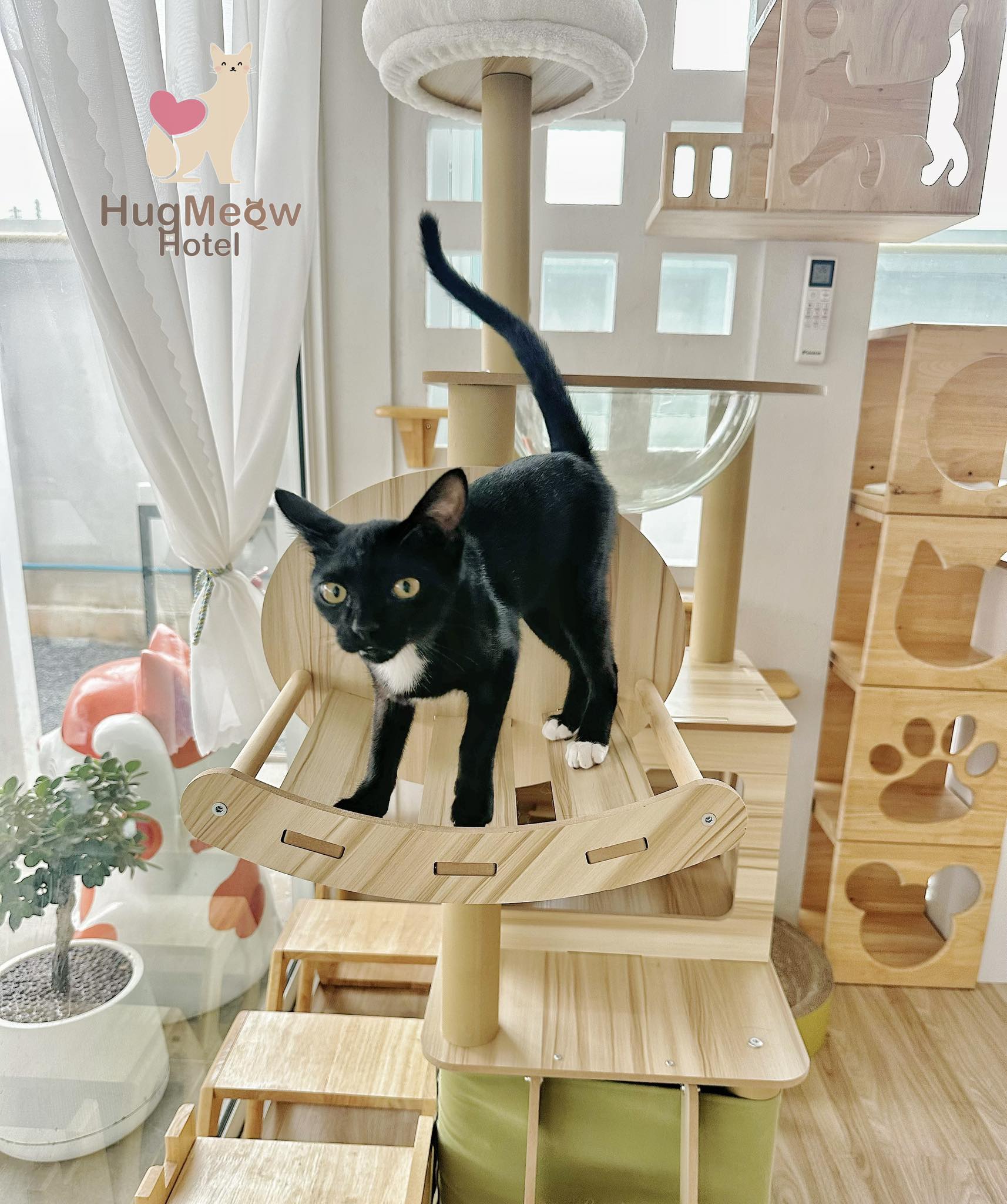 น้องแมว รับฝากแมววิวธรรมชาติ เชียงราย